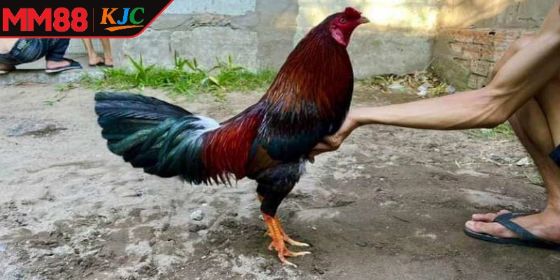 Đá Gà Xanh Trích nổi bật như một biểu tượng của sự tinh anh, lỳ đòn